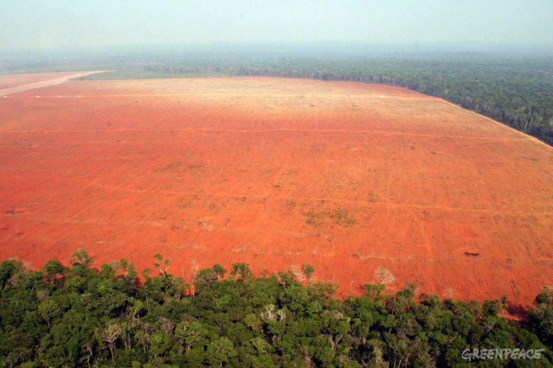 illegal deforestation for soy 2