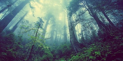 Изчезването-на-горите