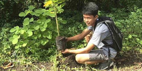 philippines plant tree 750x392 1